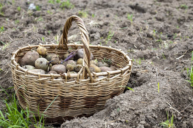 Wicker Basket with Planting Potatoes. Planting Potatoes in the Spring