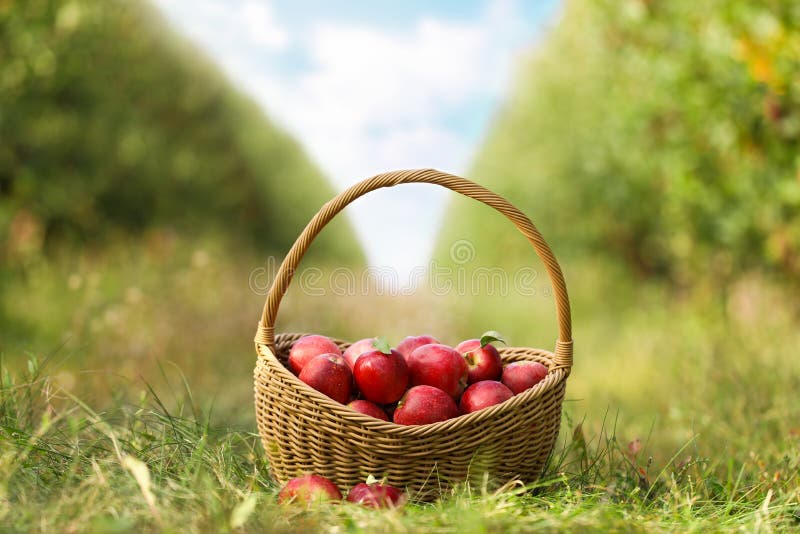 Wicker basket with ripe apples