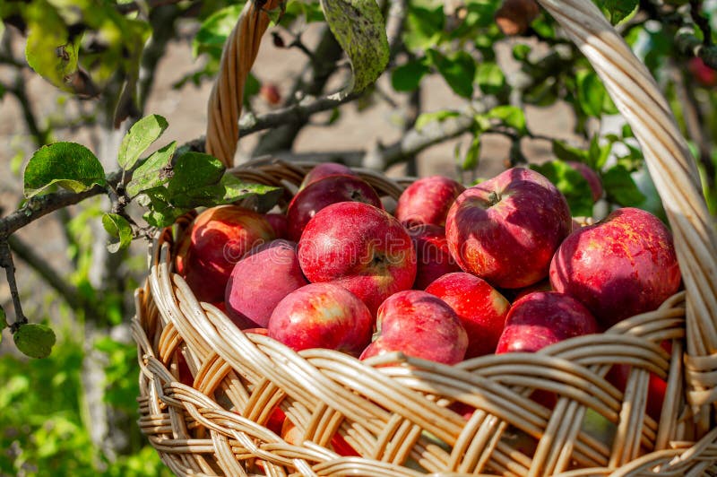 A wicker basket stands in an orchard under an apple tree. Basket full of red ripe apples