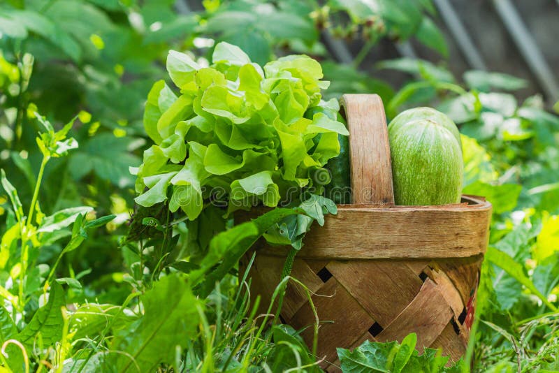 A Wicker Basket of Vegetables Stands on a Green Lawn Stock Image
