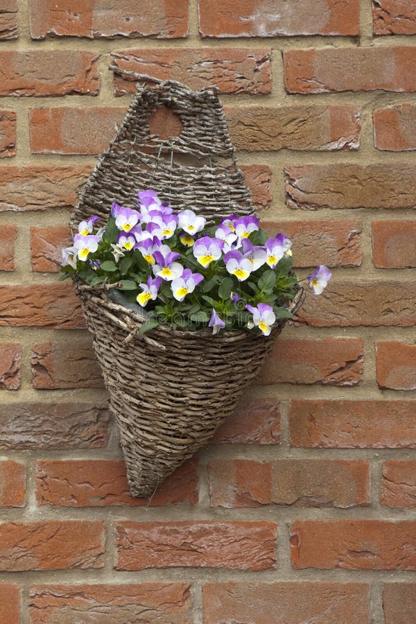 Viola Hanging Basket Stock Photos Free & RoyaltyFree Stock Photos