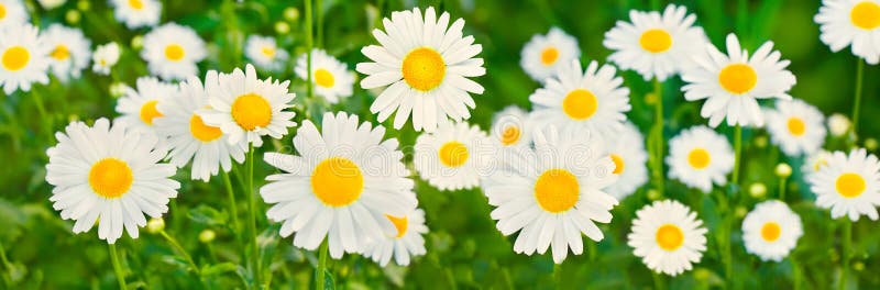 Beautiful Wide Angle natural floral Wallpaper with chamomile flowers. Panoramic Nature Summer Background of white Daisy flowers growing on green meadow. Blooming chamomile flowers macro, top view. Beautiful Wide Angle natural floral Wallpaper with chamomile flowers. Panoramic Nature Summer Background of white Daisy flowers growing on green meadow. Blooming chamomile flowers macro, top view