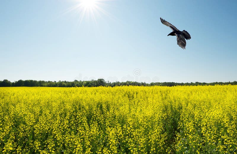 Wide angle raven over field. royalty free stock photos
