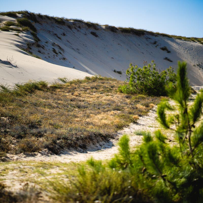 Wide Angle Shot of Bushes, Moss and Greenery Growing on Sand Stock