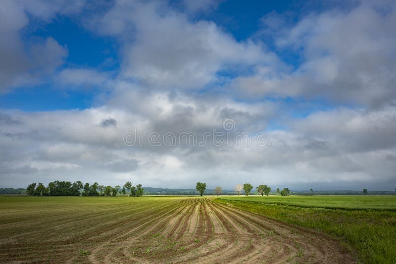 Wide-angle shot of field rows leading to some trees in the horizon under a cloudy sky royalty free stock images