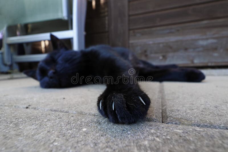 Dangerous cat claws stock image. Image of tabby, warning 357487