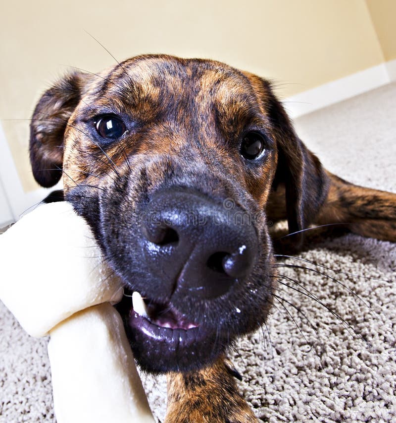 Wide-angle shot of a puppy chewing on a bone