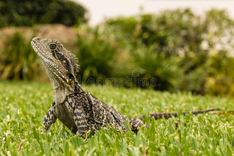 Wide Angle View of Australian Water Dragon Stock Photo Image of tail