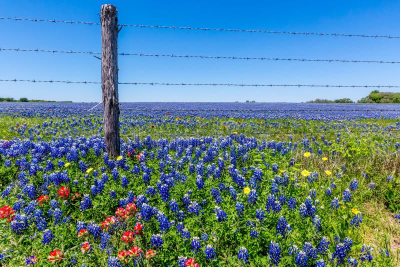 A Wide Angle View of a Beautiful Field