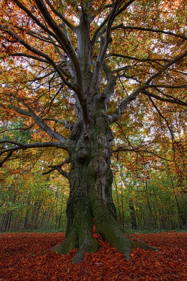 Beautiful Big Tree With Wide Trunk In Park Stock Photo - Image of ...