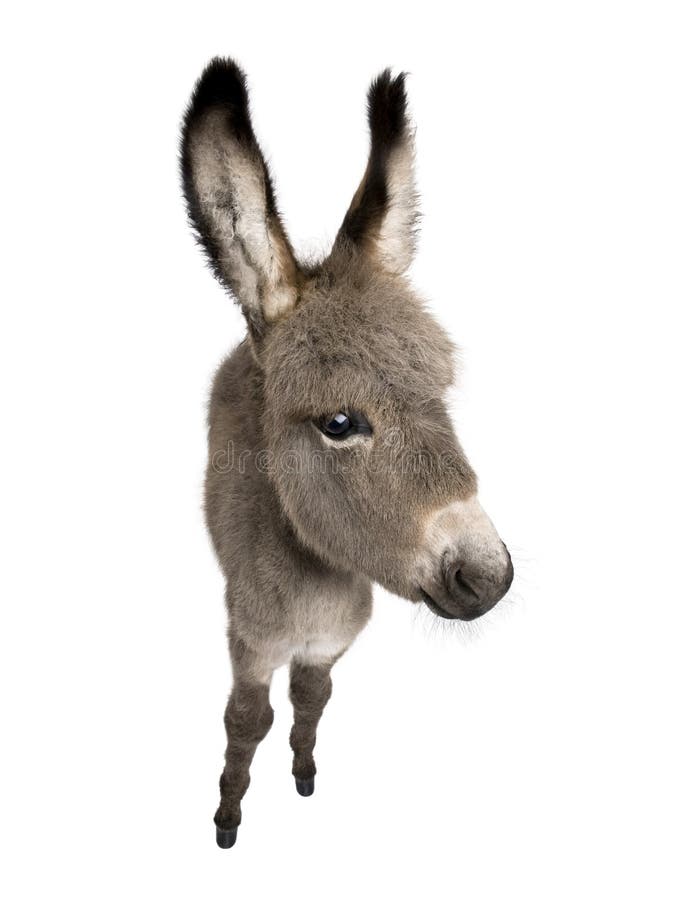 Wide-angle view of a donkey foal (2 months)