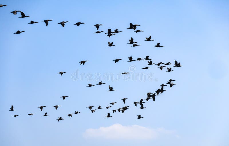 Wide-angle view of a large scattered flock of birds migrating stock photography