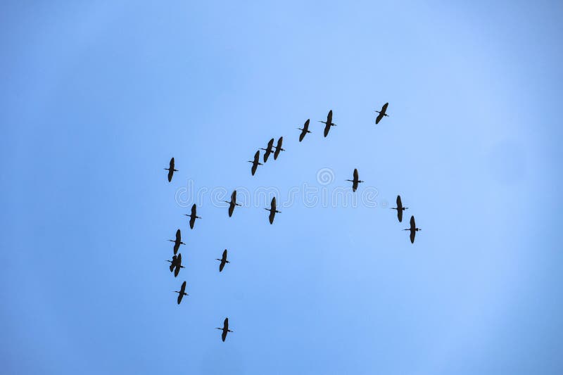 Wide-angle view of a large scattered flock of birds migrating royalty free stock image