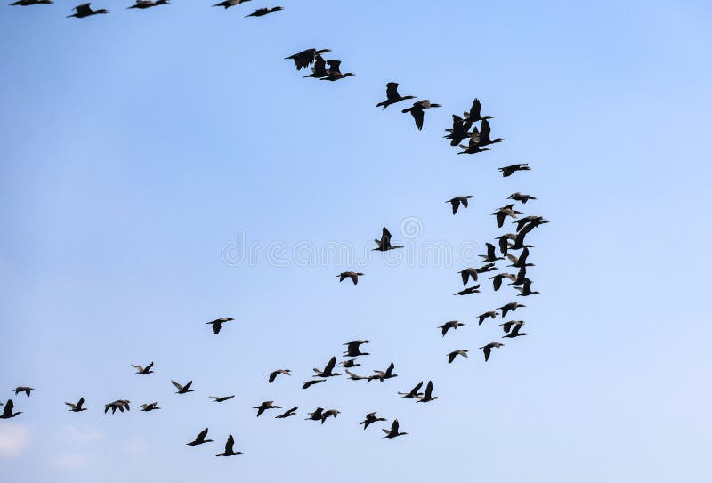 Wide-angle view of a large scattered flock of birds migrating stock images