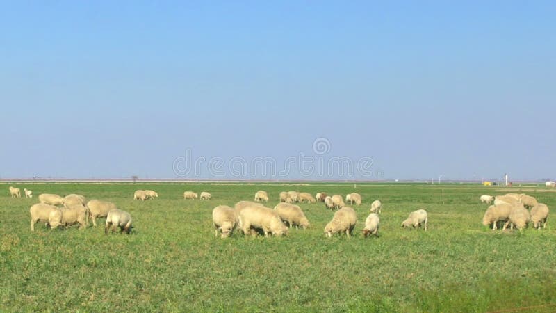 Wide angle View of Sheep Grazing