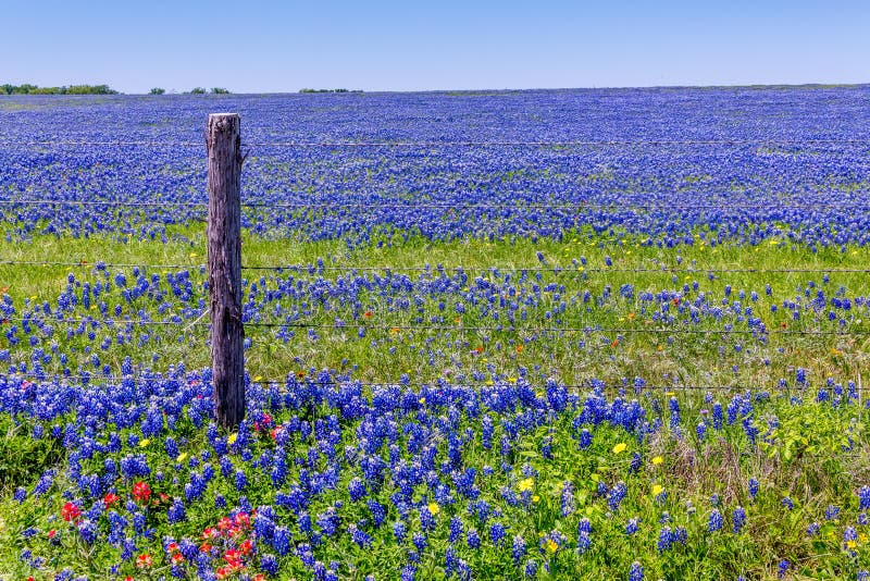 A Wide Angle View of a Solid Blue Field of Texas Bluebonnets