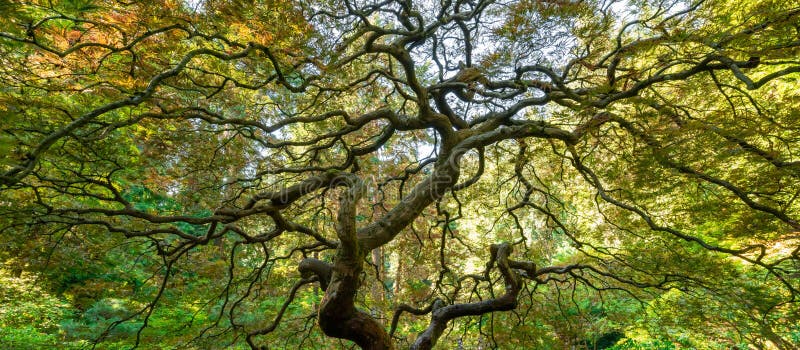 Wide angle view of the spiraling branches from underneath the famous Japanese Maple Tree in Portland, Oregon stock photography Wide angle view of the spiraling branches from underneath the famous Japanese Maple Tree in Portland, Oregon stock photography