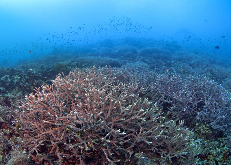 Pristine Staghorn Coral Formation with Fish. Stock Image - Image of ...
