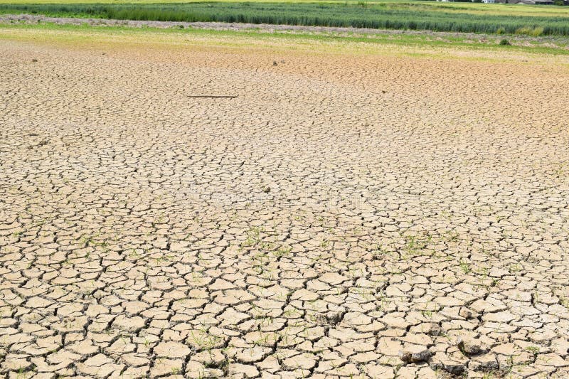 Wide cracked lake ground next to green fields stock photo