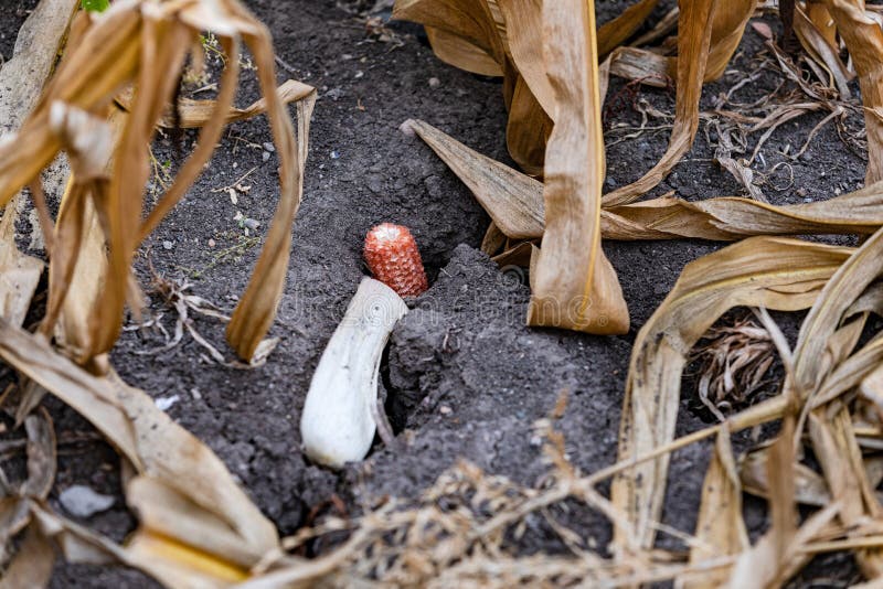 Wide Cracks in the Soil in a Corn Field after Heat and Drought Stock