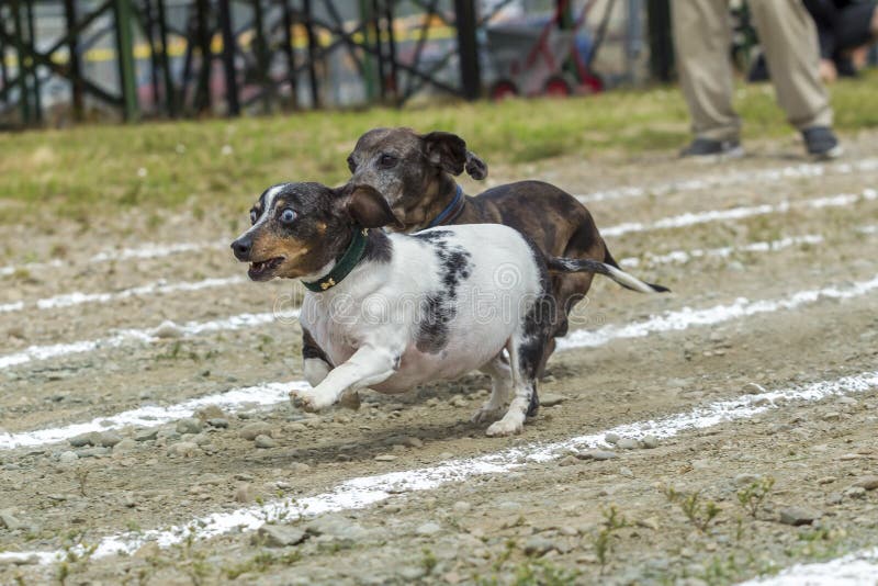 Wide eyed Dachsund out in front.