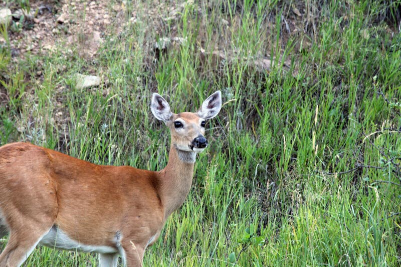 Whitetail Deer Buck Head from Above Stock Photo - Image of snout, still ...