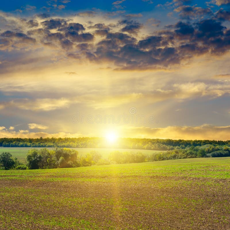 A Wide Field with a Bright Sun and a Forest at Sunset stock photography
