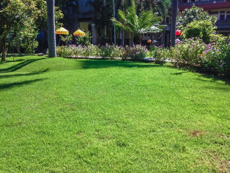 Green Lawn Grasses of the Garden Courtyard on a Sunny Day Stock Photo ...