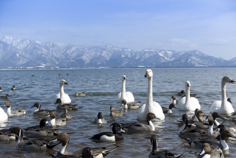 Wide life birds are swin at Lake Inawashiro during winter in Fukushima