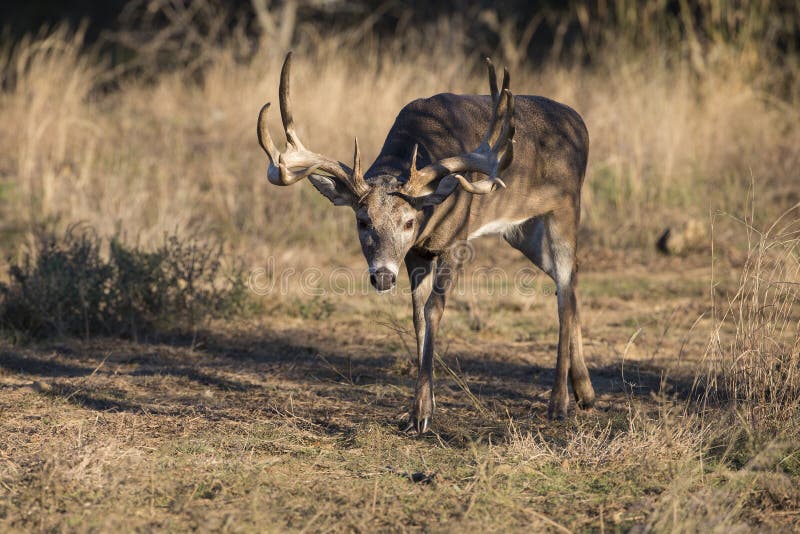 Wide Racked Whitetail Buck in trail of doe