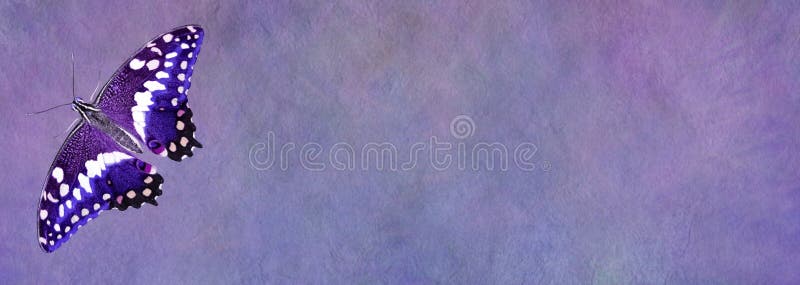 Purple Butterfly Message Board Banner stock photography Purple Butterfly Message Board Banner stock photography