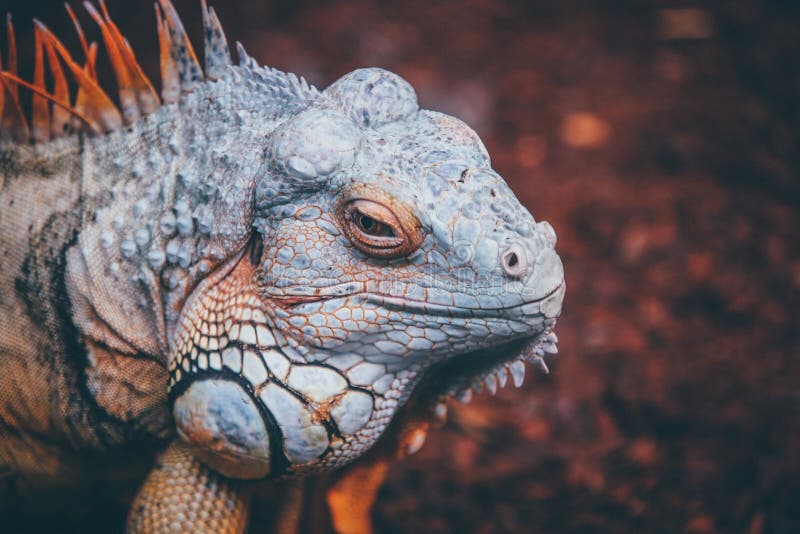 Wide Selective Focus Closeup Shot Of Grayish Blue Iguana