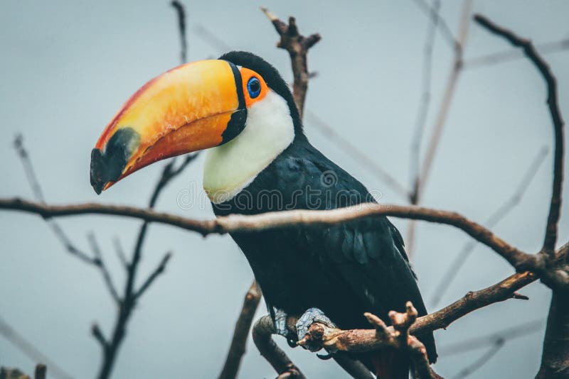 Wide Selective Focus Shot Of A Toucan On A Tree Branch