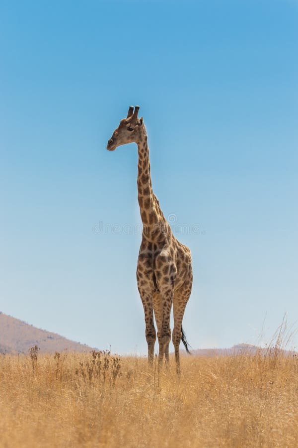 Focused Giraffe Face Stock Photos - Free & Royalty-Free Stock Photos