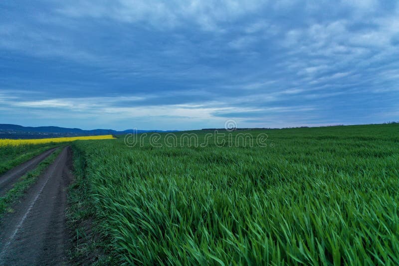 Wide shot of a grass field near a pathway with beautiful blue sky royalty free stock photos Wide shot of a grass field near a pathway with beautiful blue sky royalty free stock photos