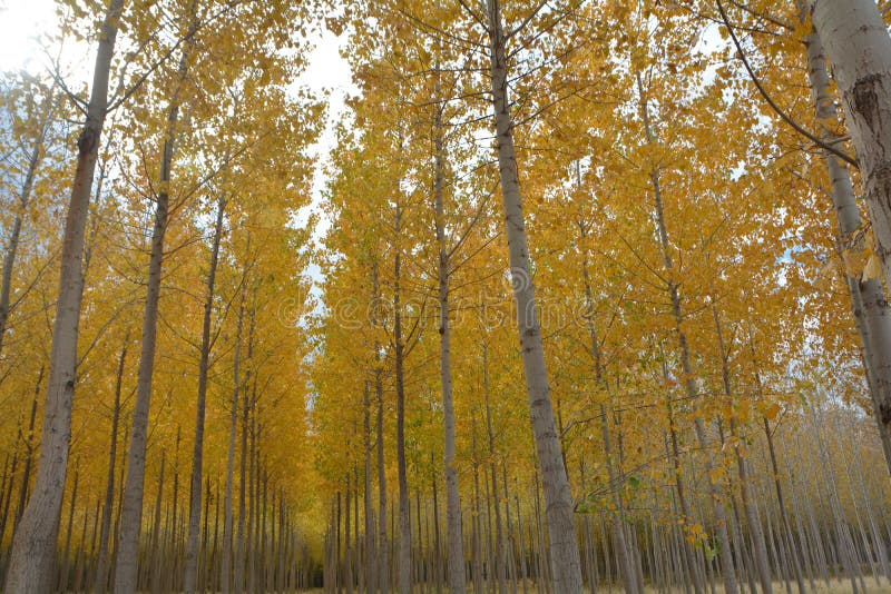 Wide View of Aspens on Central Oregon Tree Farm Stock Photo Image of
