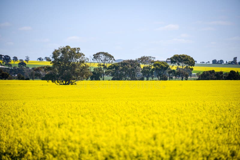 Wide View of Canola Field in the Barossa Valley, South Australia. Stock  Photo - Image of farming, grow: 121021828