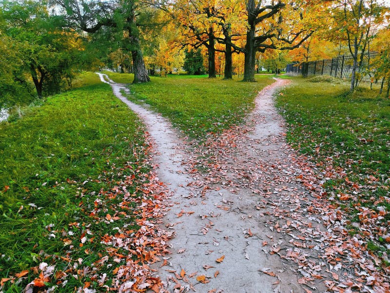 A wide walking trail in the park, strewn with fallen leaves, is divided into two narrow paths leading in different