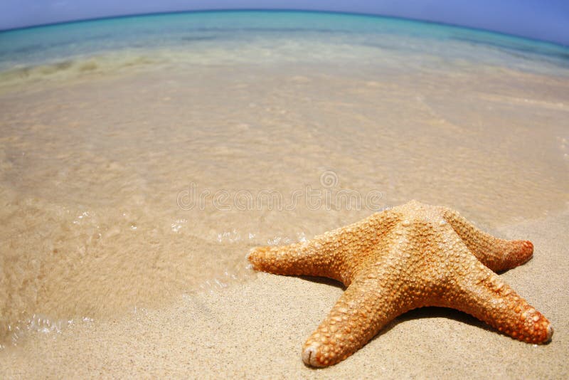 Starfish on the beach with wide-angle distorted horizon. Starfish on the beach with wide-angle distorted horizon