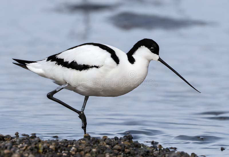 Widok avocet in the water. Widok avocet w wodzie generowanej przez ai