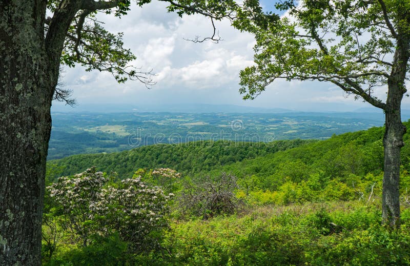 Widok drzew górski laurel i krzewy rododendron catawba nad doliną shenandoah zdjęcia stock
