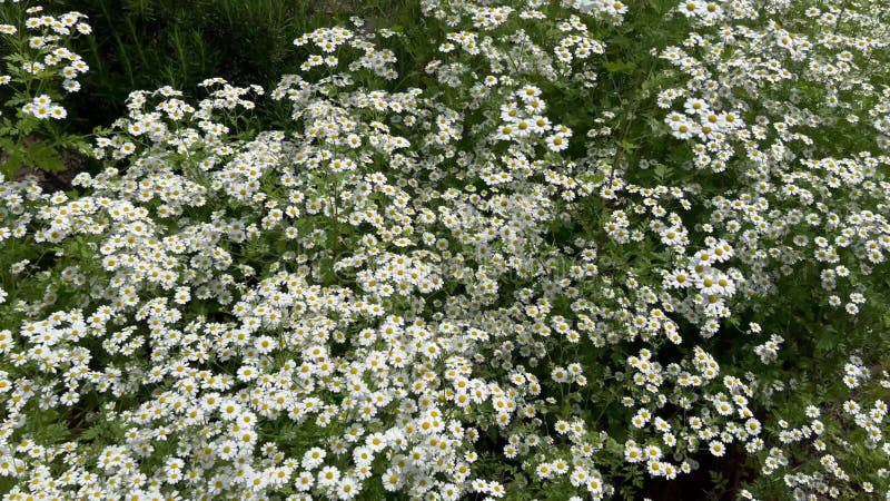 Widok górny pola vlossom tanacetum niveum silver tansy flowers w ogrodzie