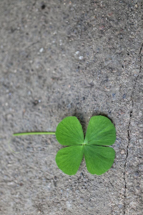 Top view 1 green asiatic leaf placed on a cement floor background. Top view 1 green asiatic leaf placed on a cement floor background.