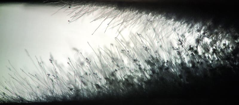 Microscope view of the mycelium of Aspergillus fumigatus. Microscope view of the mycelium of Aspergillus fumigatus