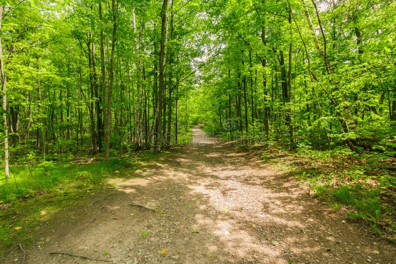 widok naturalny świeży zielony las z śladem, ścieżka, krajobraz w Ontario Halton wzgórzach obrazy stock widok naturalny świeży zielony las z śladem, ścieżka, krajobraz w Ontario Halton wzgórzach obrazy stock