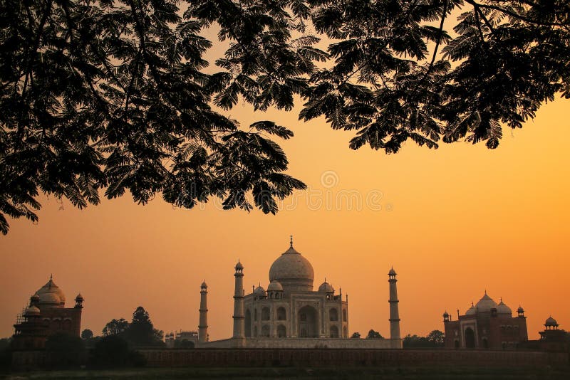 Widok Taj mahal wrobiony przez koronę drzewa na zachód słońca agra uttar pradesh indie