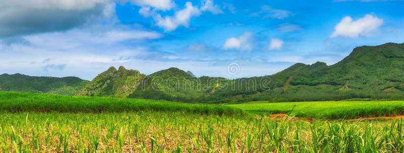 Widok trzcina cukrowa i góry Mauritius panorama obrazy stock Widok trzcina cukrowa i góry Mauritius panorama obrazy stock