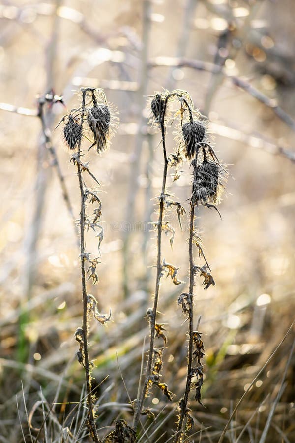 Widok z bliska na suchą roślinę z cezu na mgliste jesienne poranki