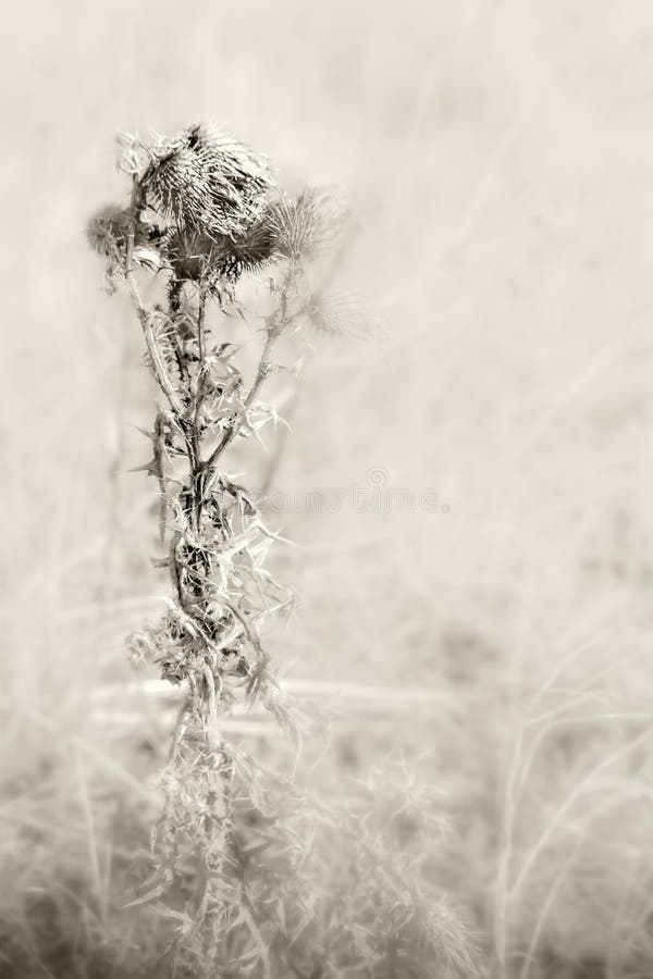 Widok z bliska na suchą roślinę cyrkową w mglistym dniu zimowym