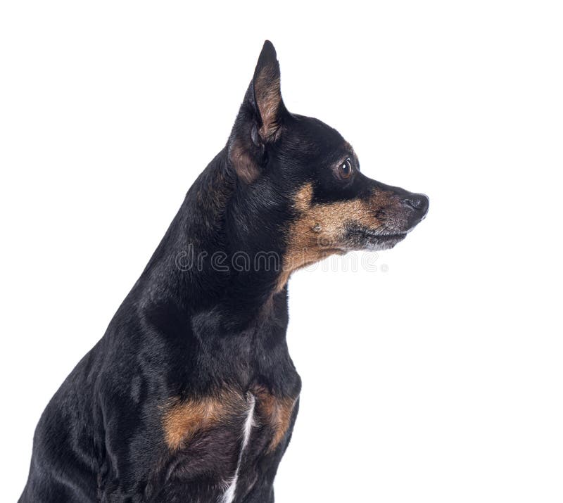 Widok z boku Miniature Pinscher patrząc w prawo odizolowany na biało zdjęcie royalty free
